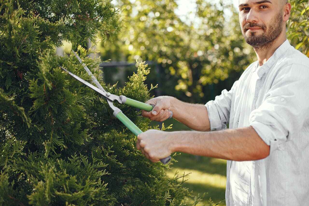 Best Palm Tree Trimming  in June Park, FL